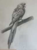 Original