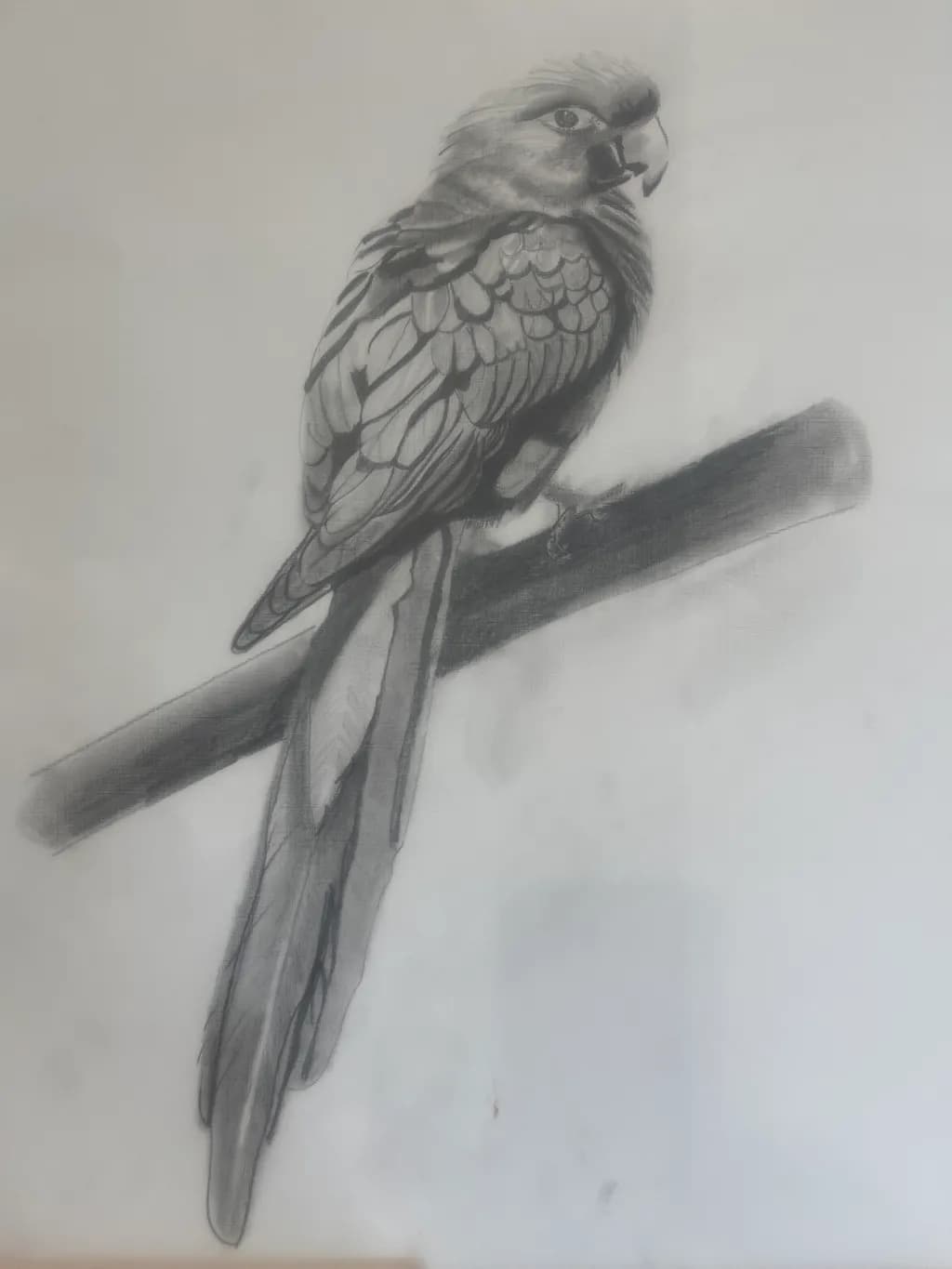 Perched Parrot