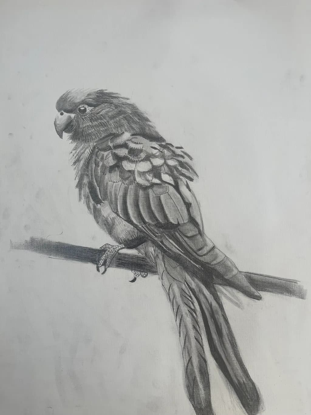 Perched Parrot