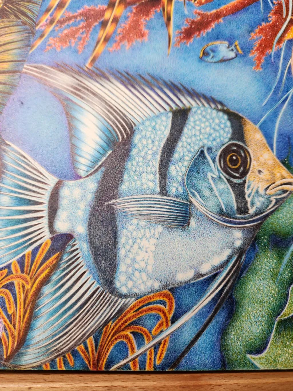 Coral Reef Angelfish