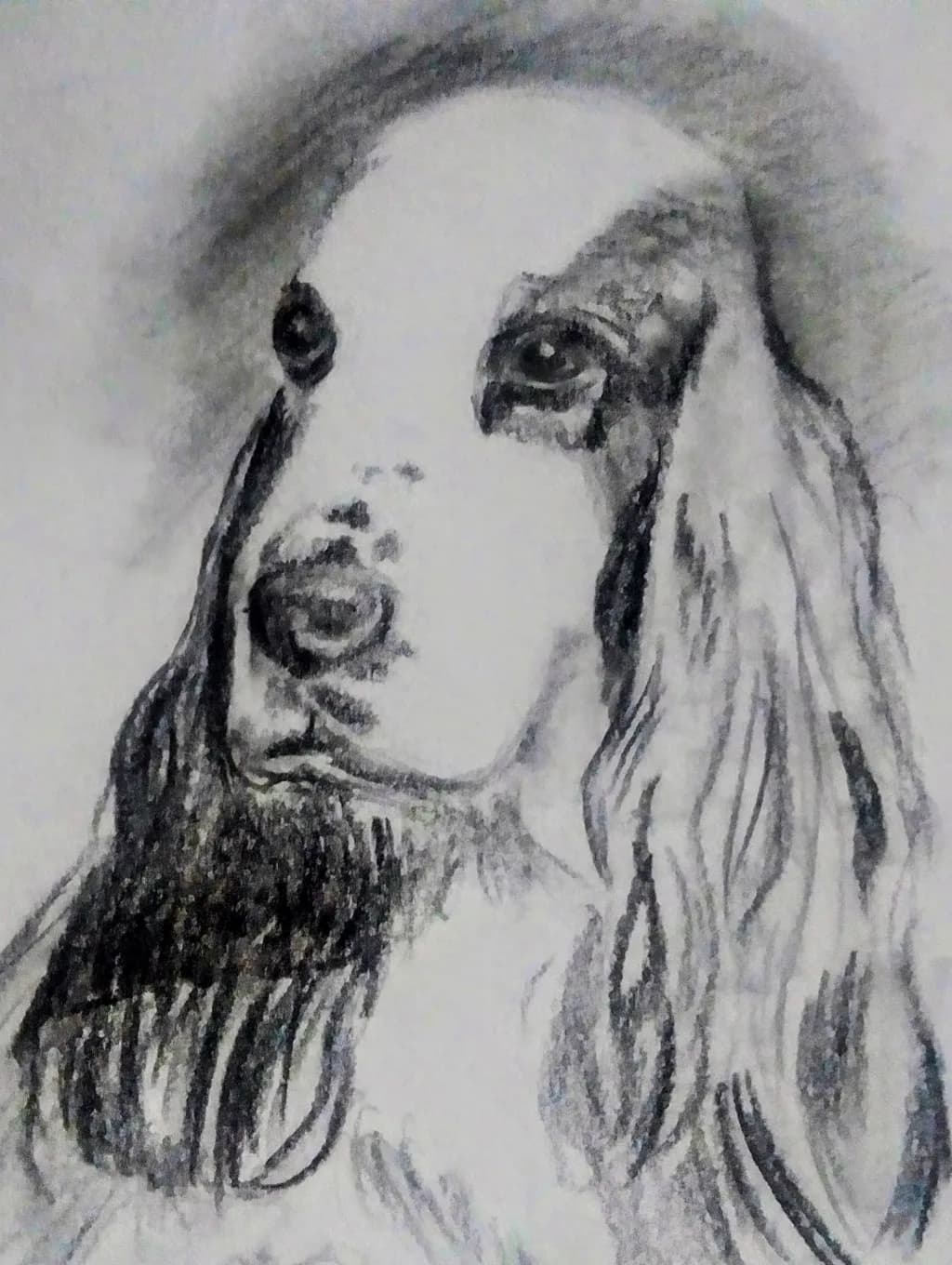 Long-Haired Spaniel