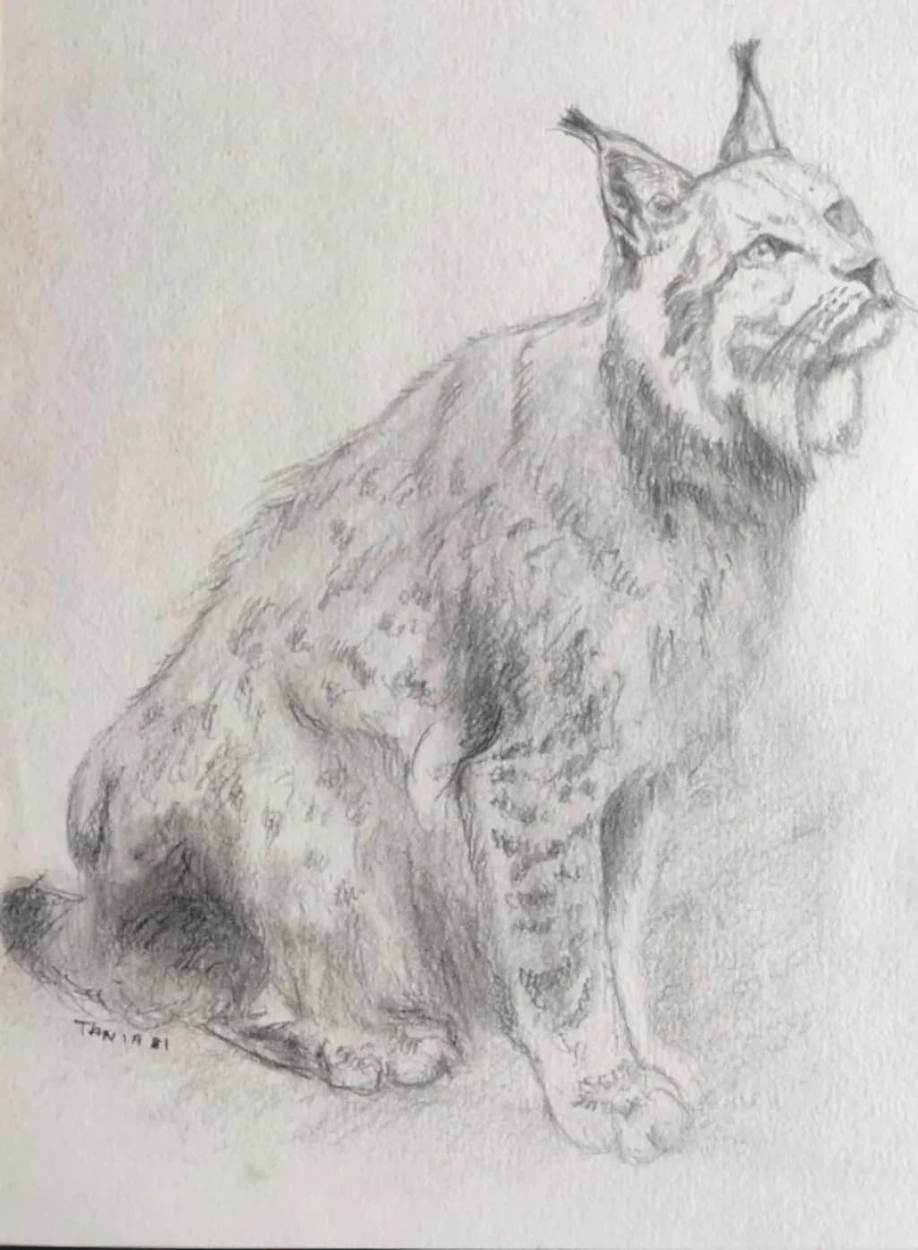 Lynx Vigilance