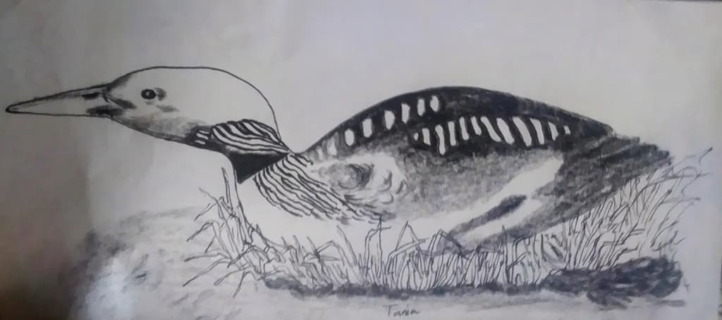 Loon in Repose