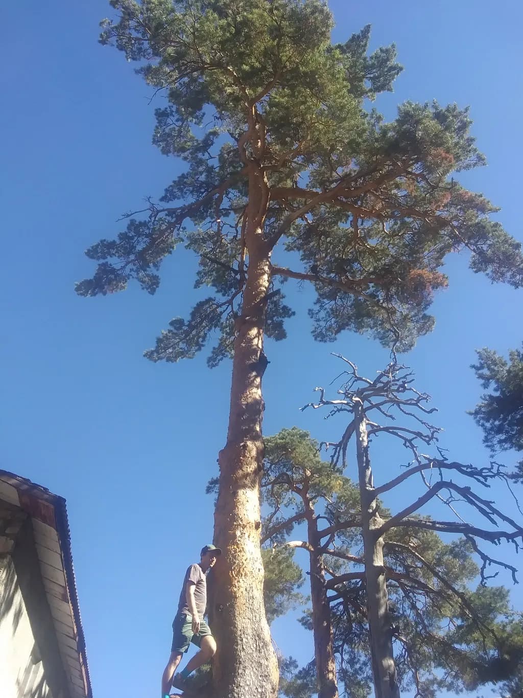 Pine Giant