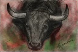 Bull Gaze