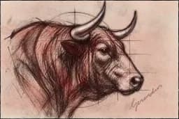 Bull Head Study