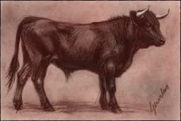 Bull Calf in Sanguine