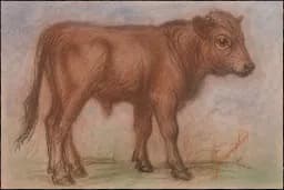 Gentle Baby Bull