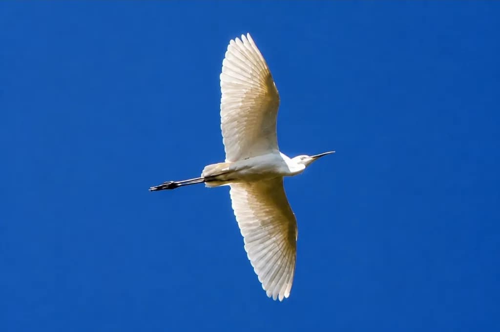 Soaring Elegance