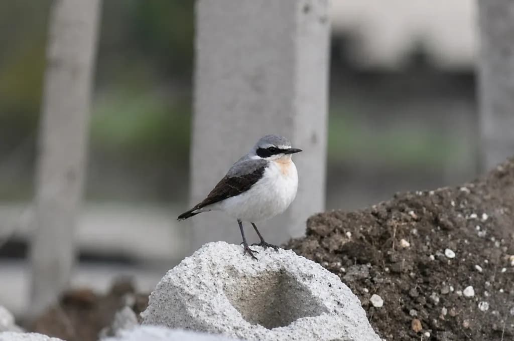 Concrete Sentinel