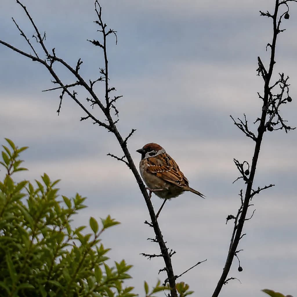 Perched Sparrow Silence