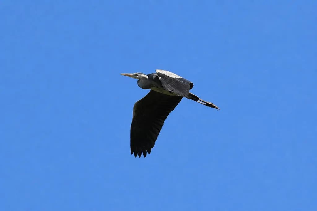 Heron in Flight