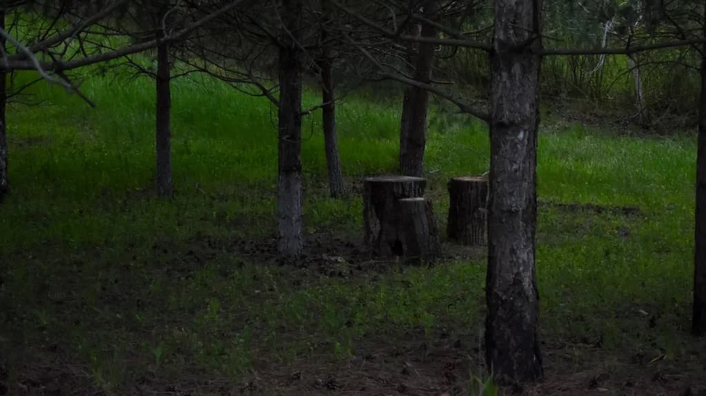 Silent Grove