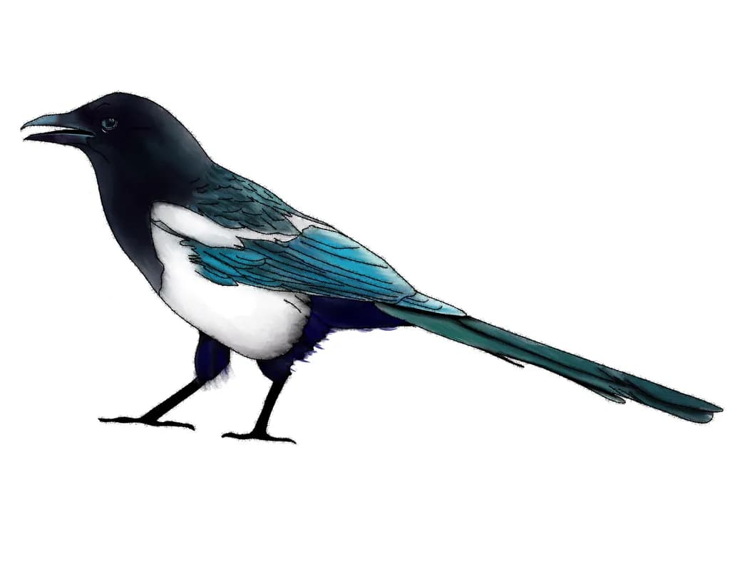 Blue-Tailed Magpie
