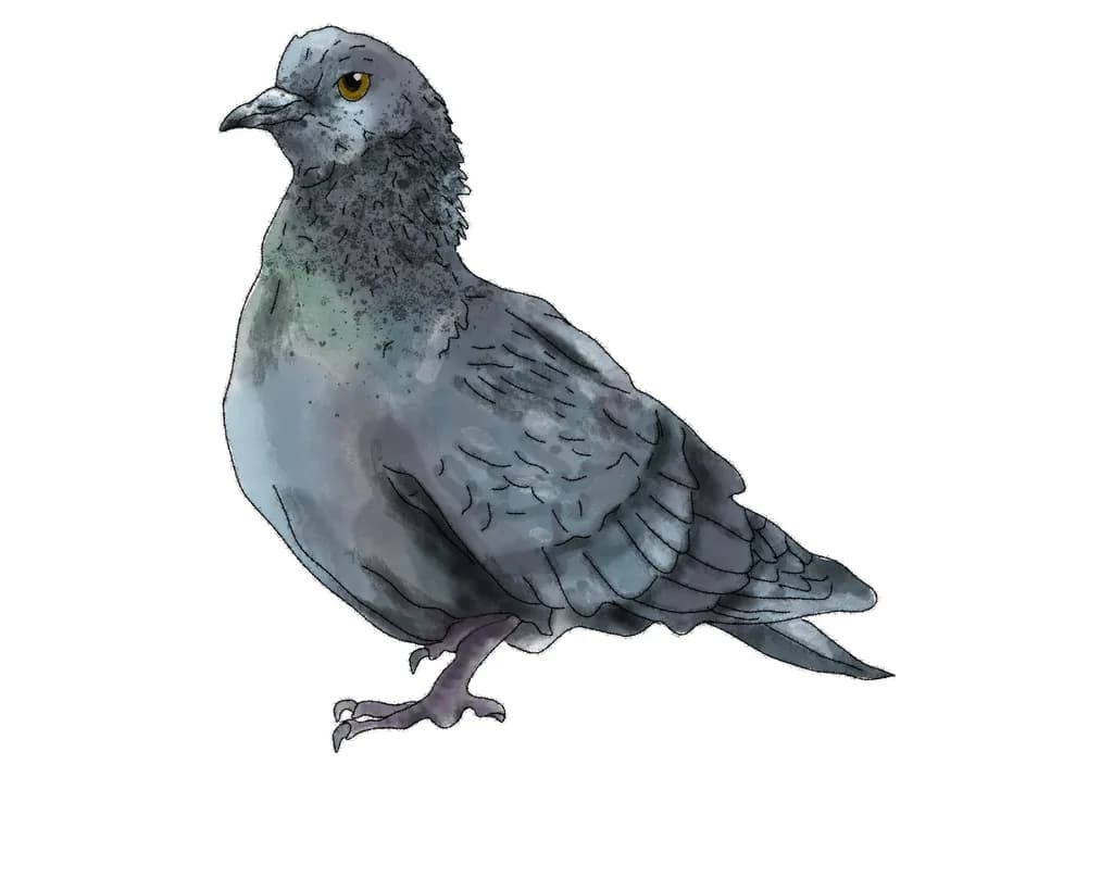 Urban Pigeon Study