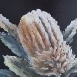 Banksia Bloom
