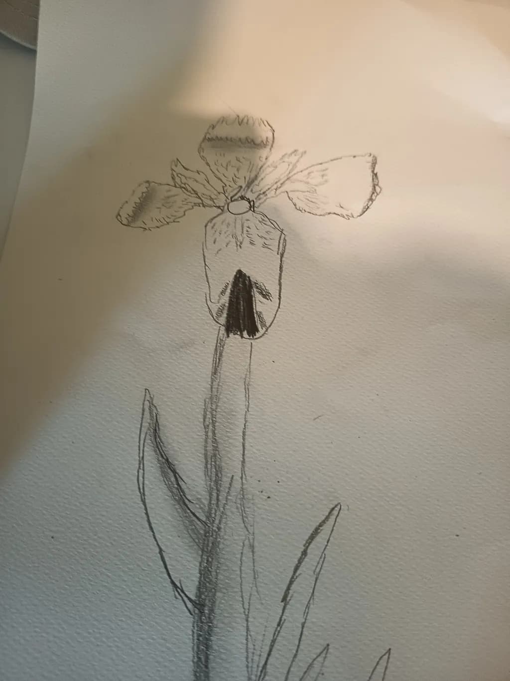 Blossom Outline