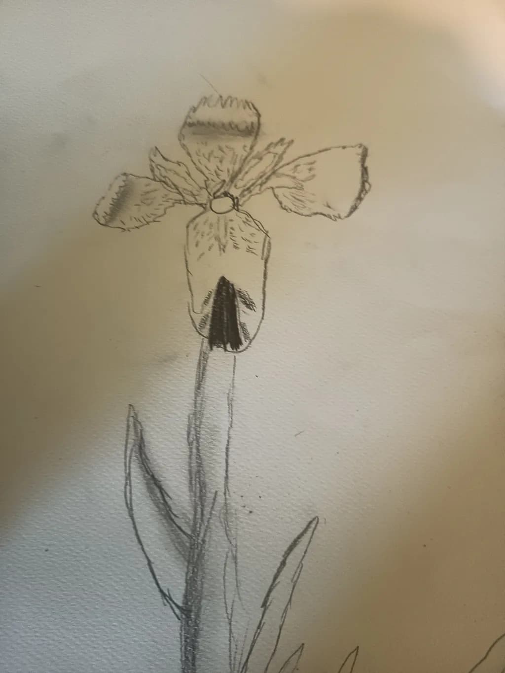 Delicate Iris
