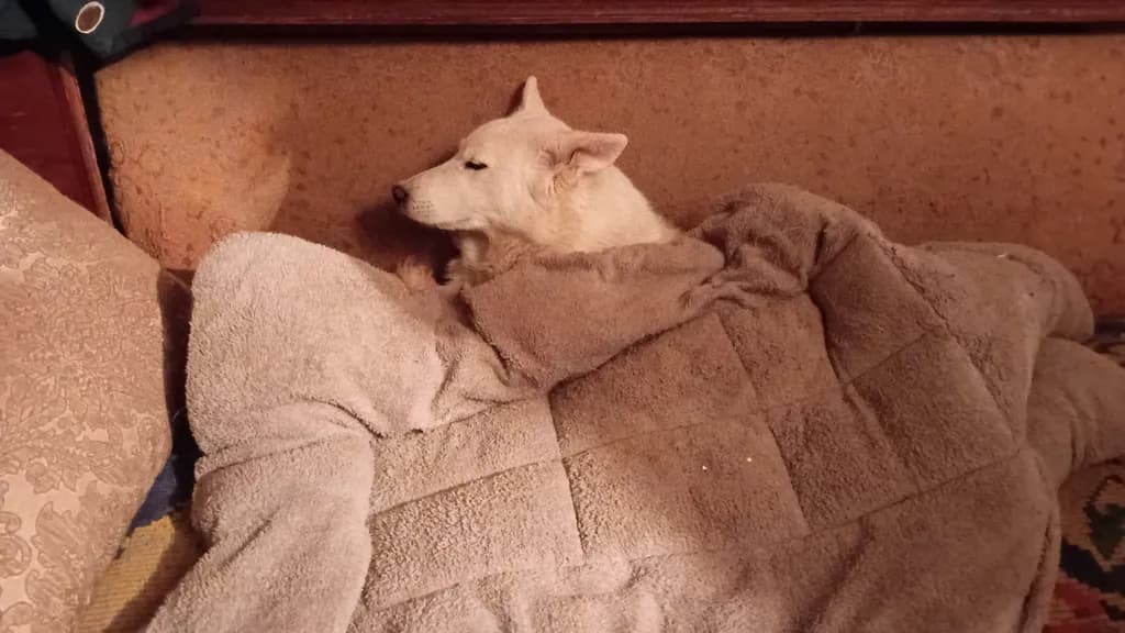 Cozy Canine Rest