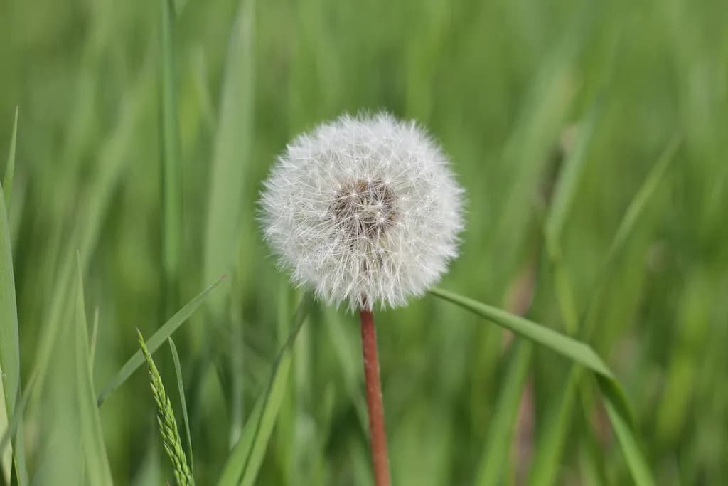 Dandelion Puffball