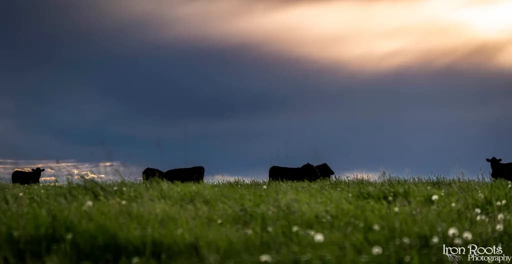 Dusk Grazing