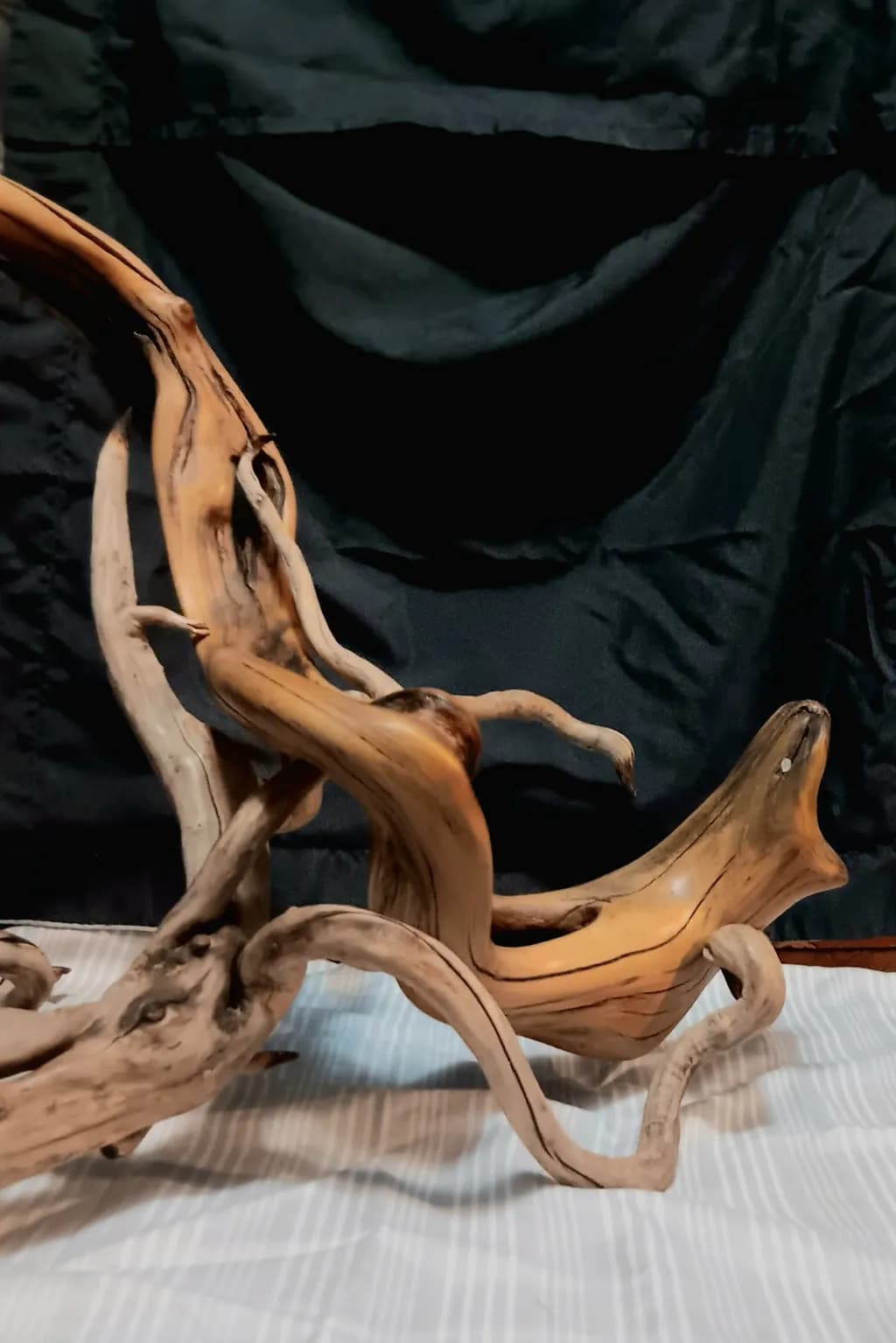 Twisted Driftwood Dance