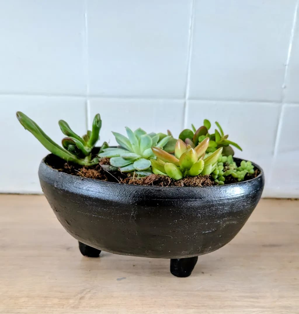 Succulent Trio Pot