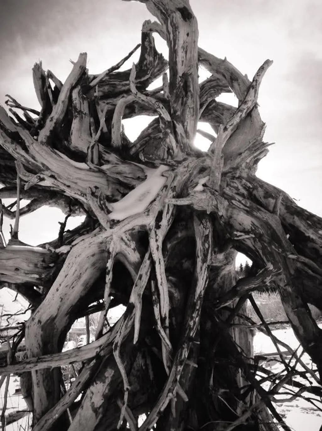 Tangled Roots