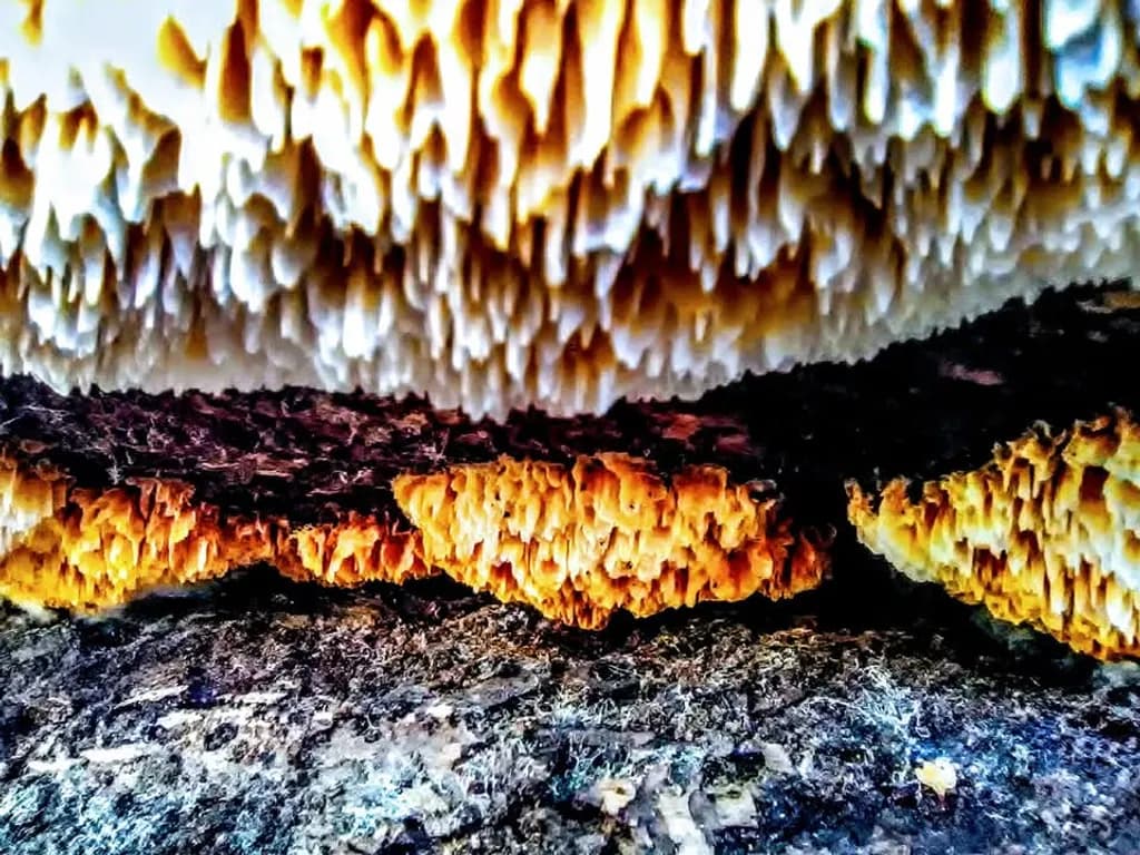 Fungal Texture