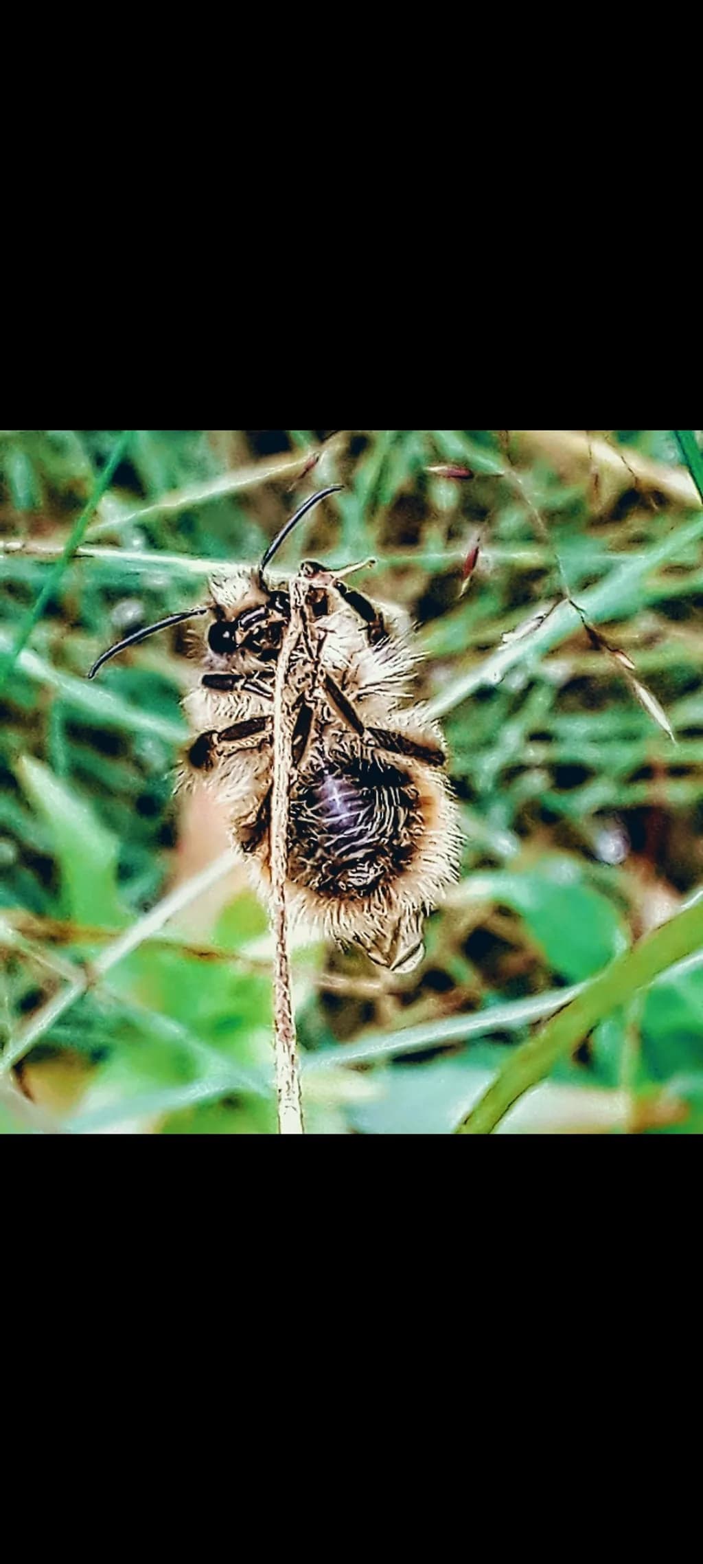 Fuzzy Camouflage