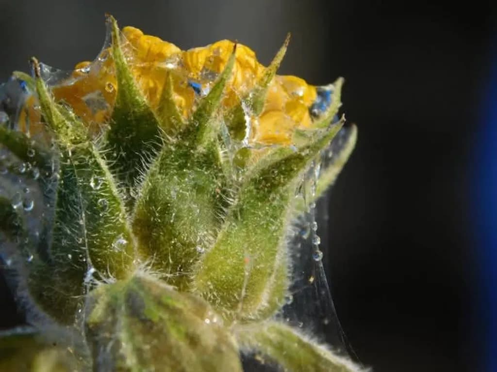 Veiled Bloom