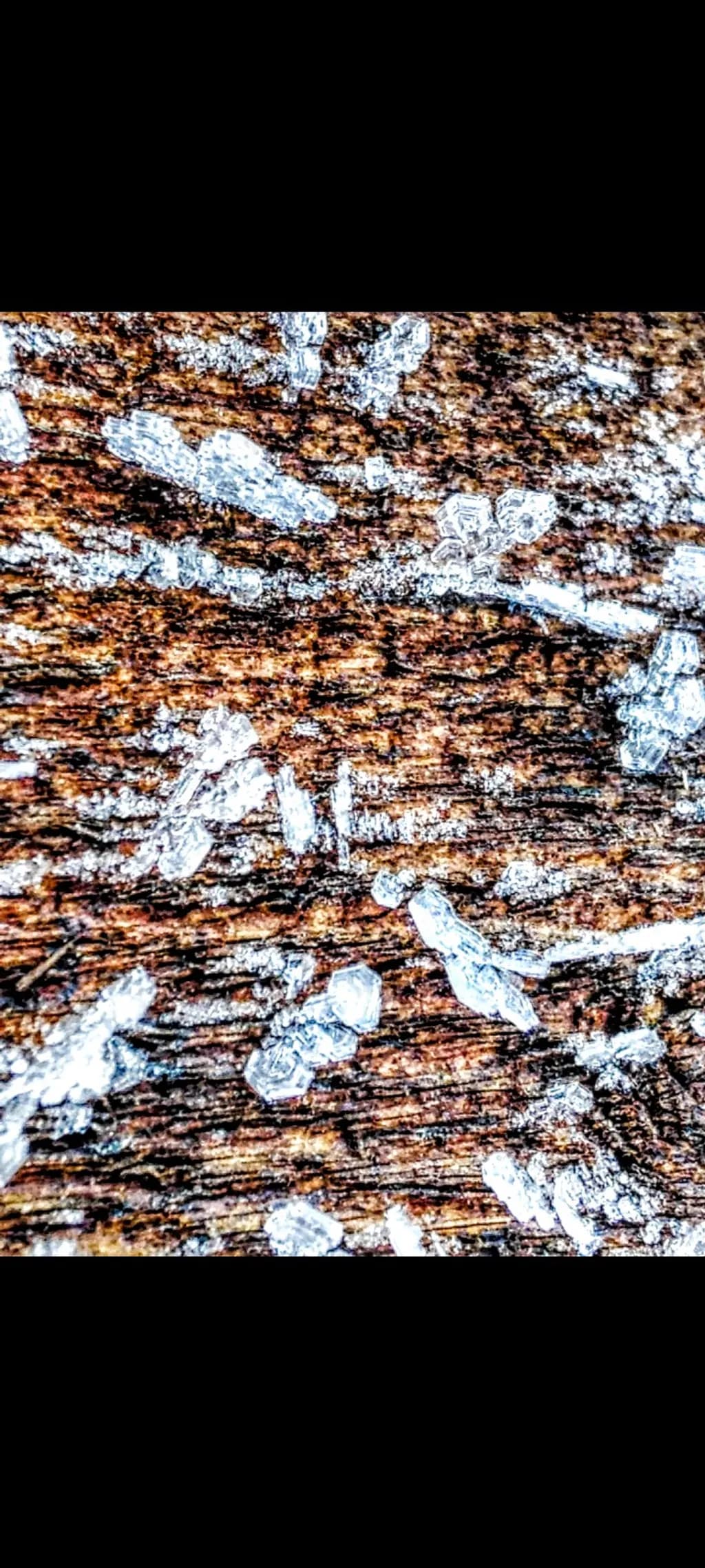 Salt Crystals on Wood