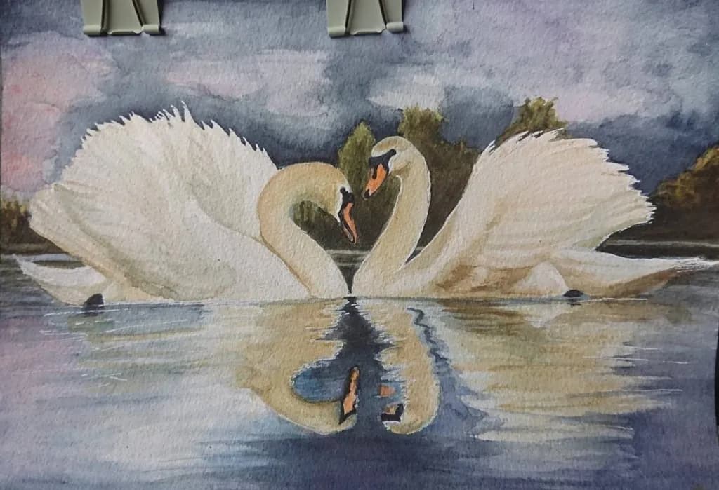 Swan Reflection