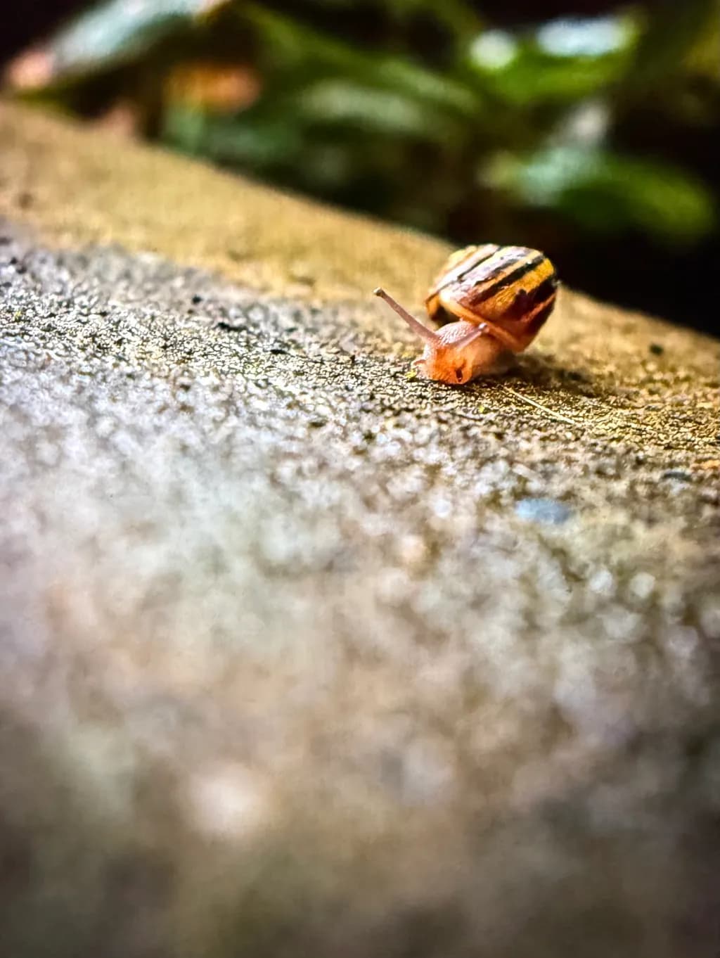 Striped Shell Journey