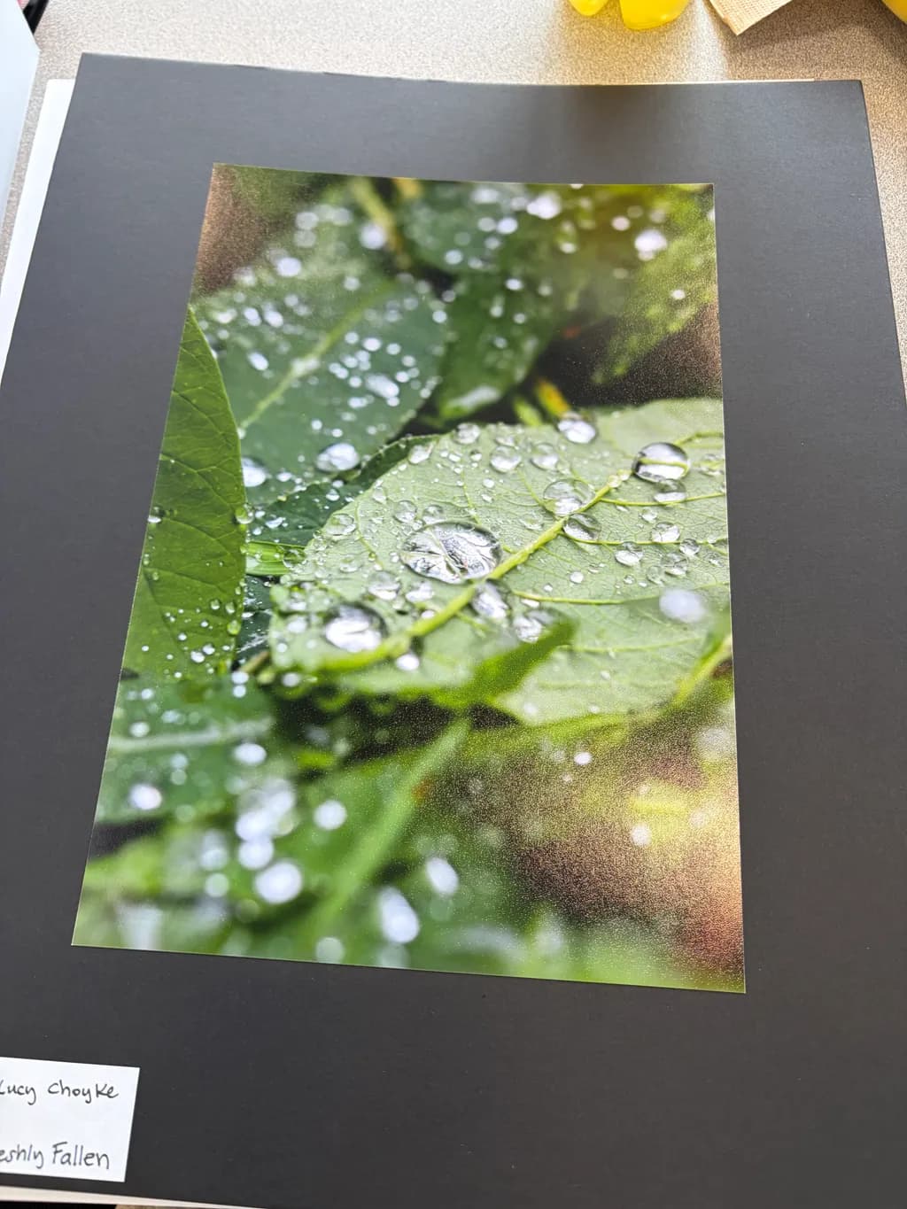 Dew-Kissed Leaves