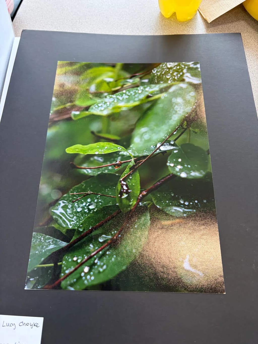 Raindrop Canopy