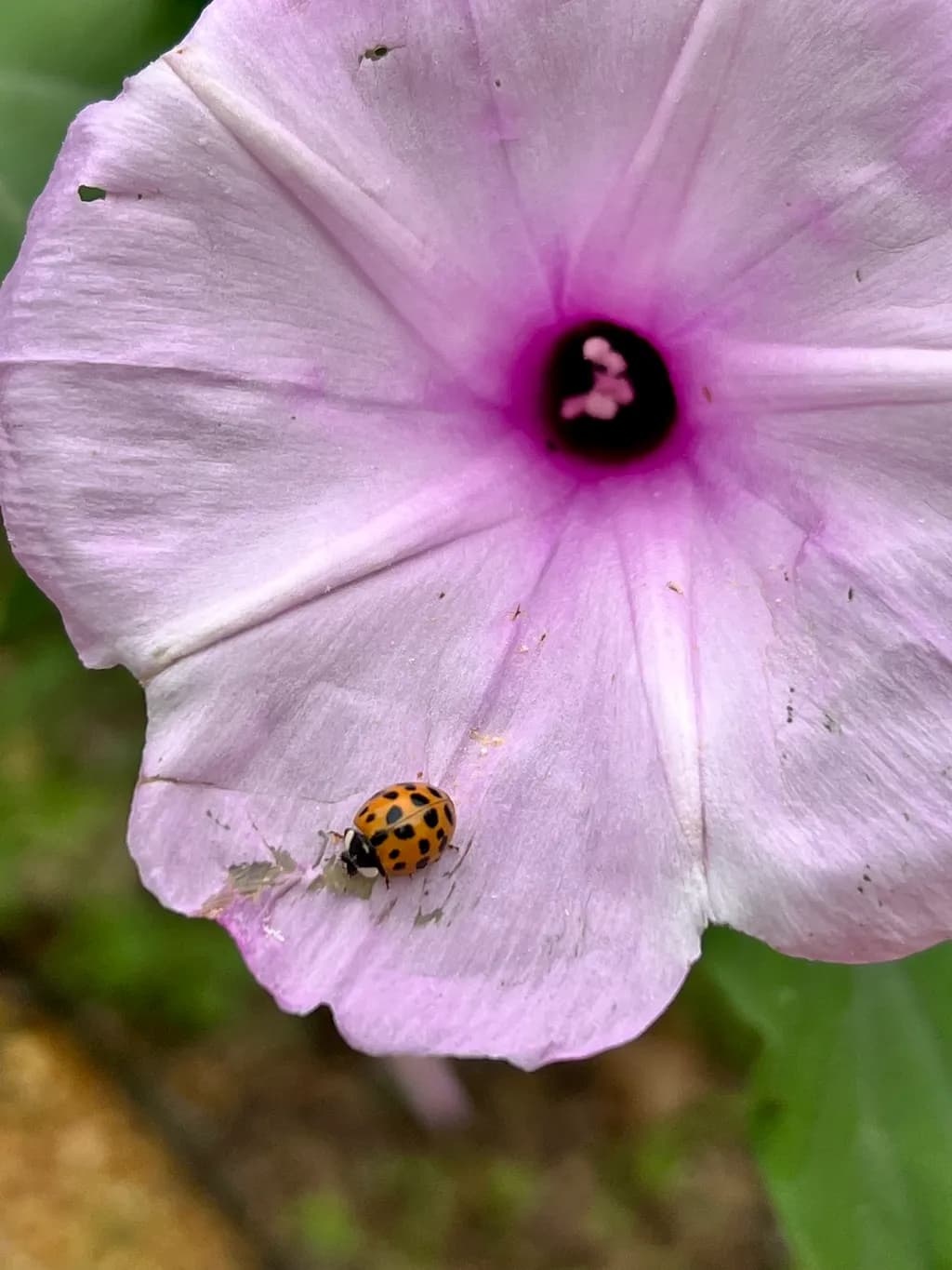 Spotted Visitor