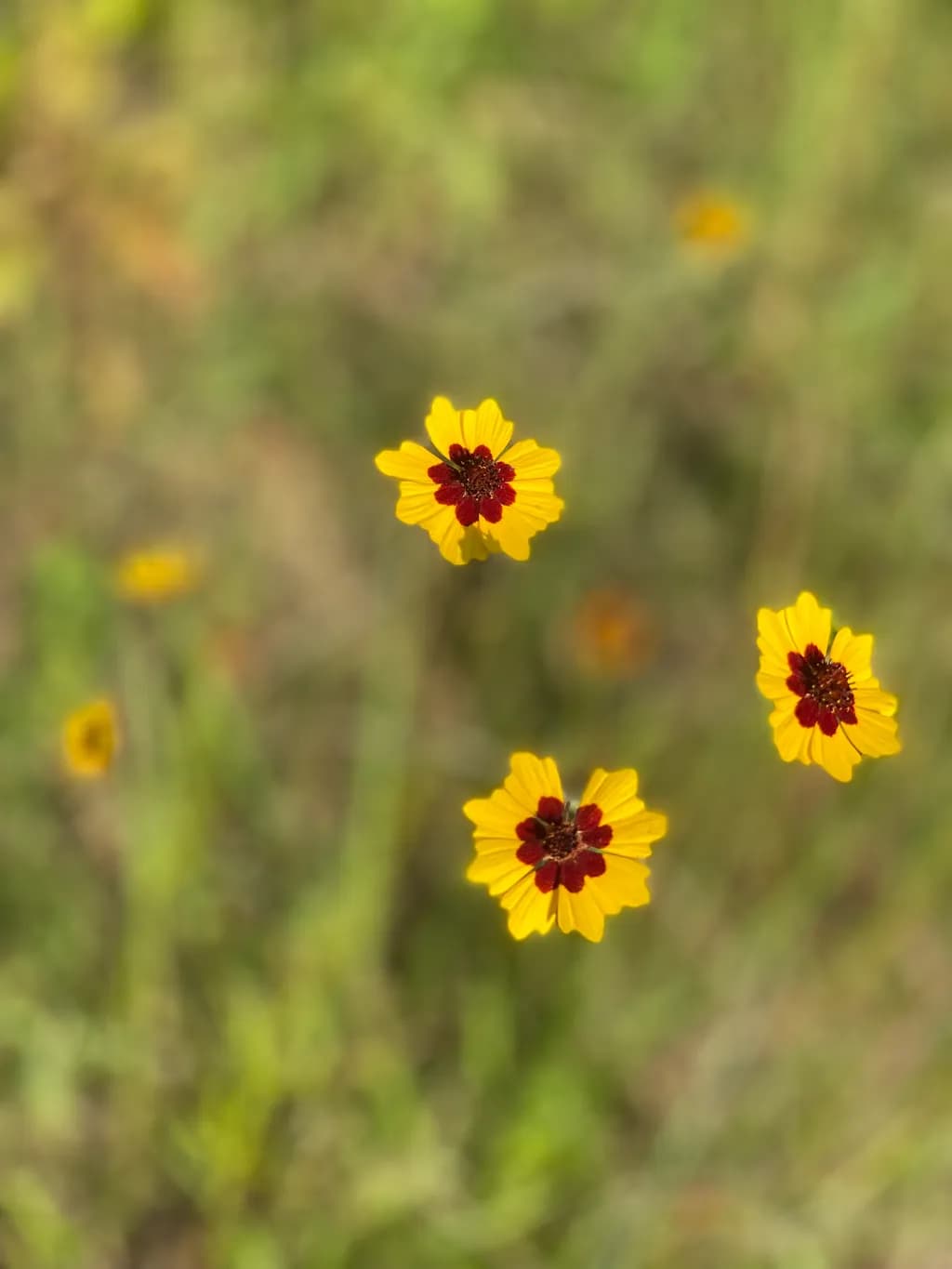 Crimson-Core Blossoms