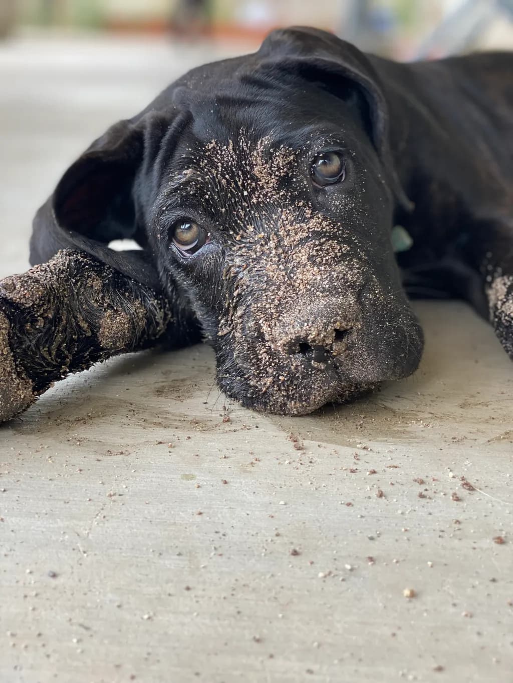 Sandy Paws