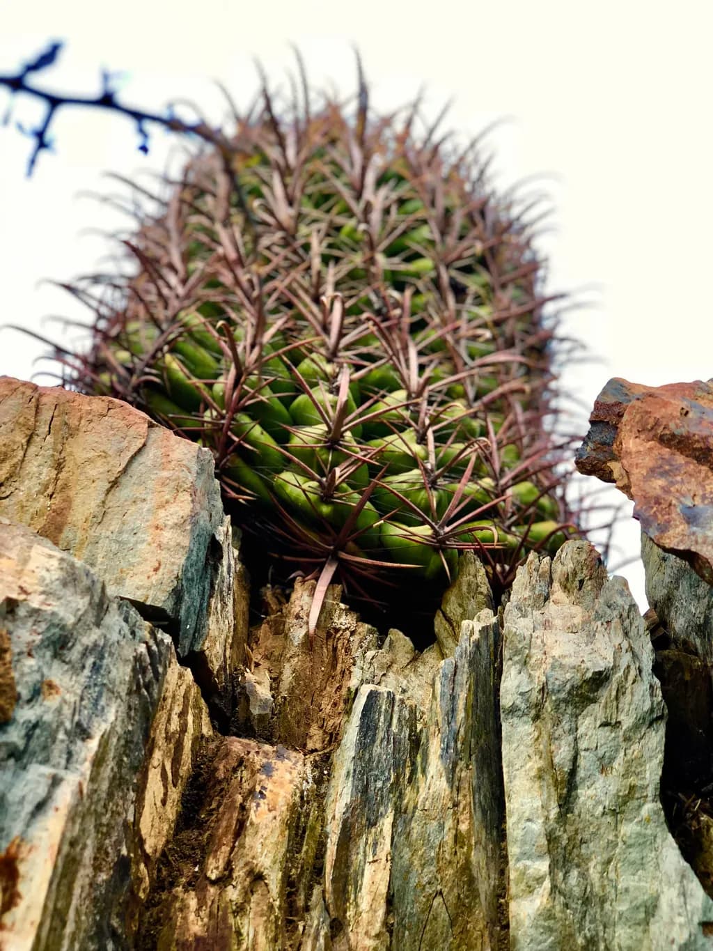 Spiked Ascent