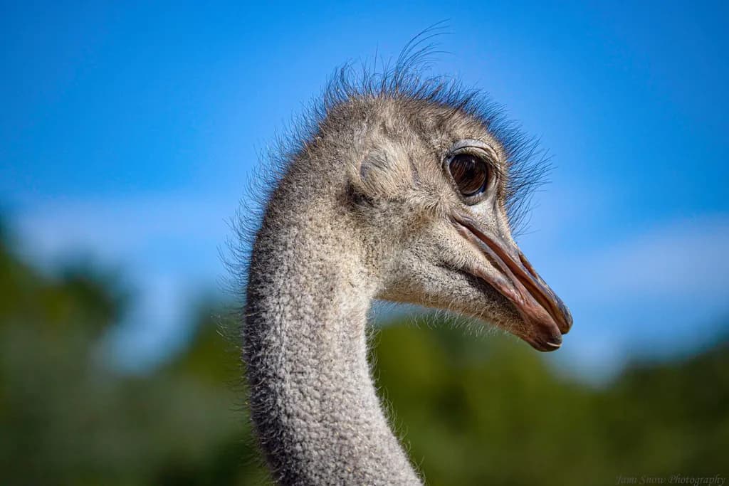 Ostrich Gaze