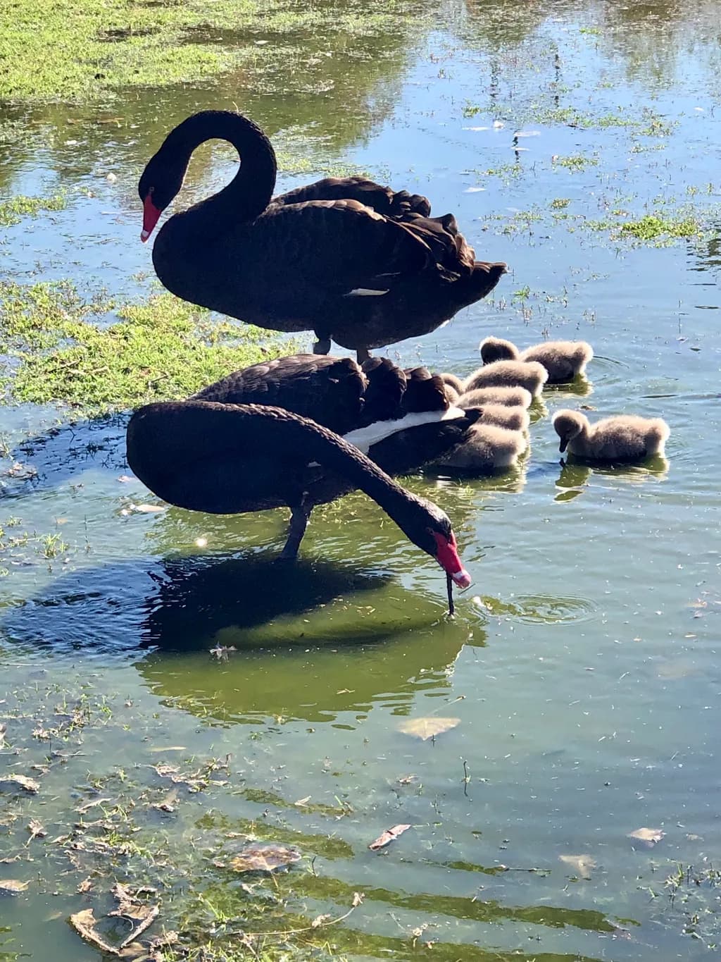 Black Swan Family