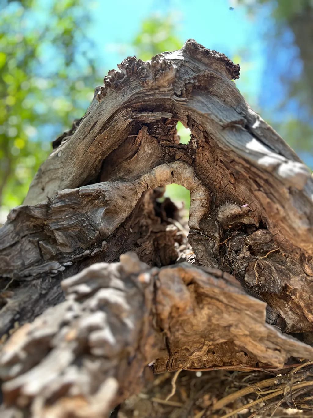 Twisted Roots