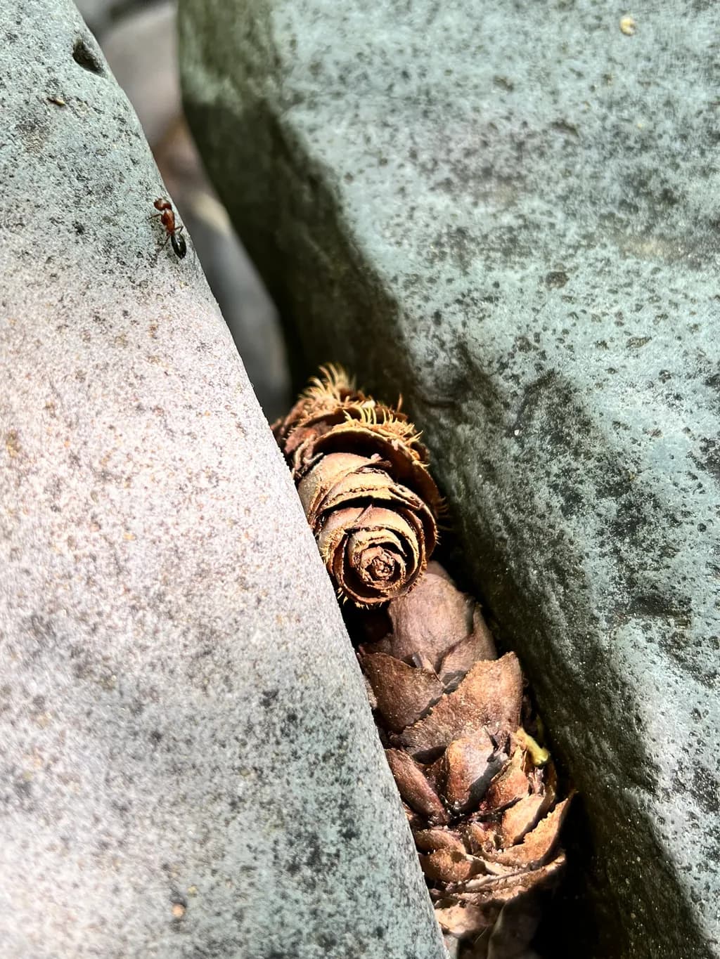 Nestled Pinecones