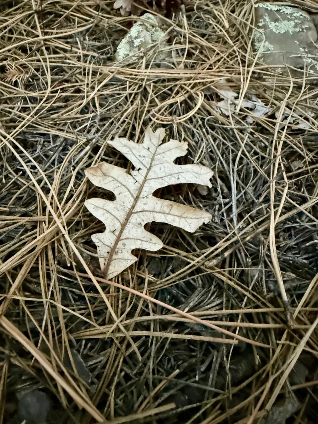 Fallen Oak Leaf