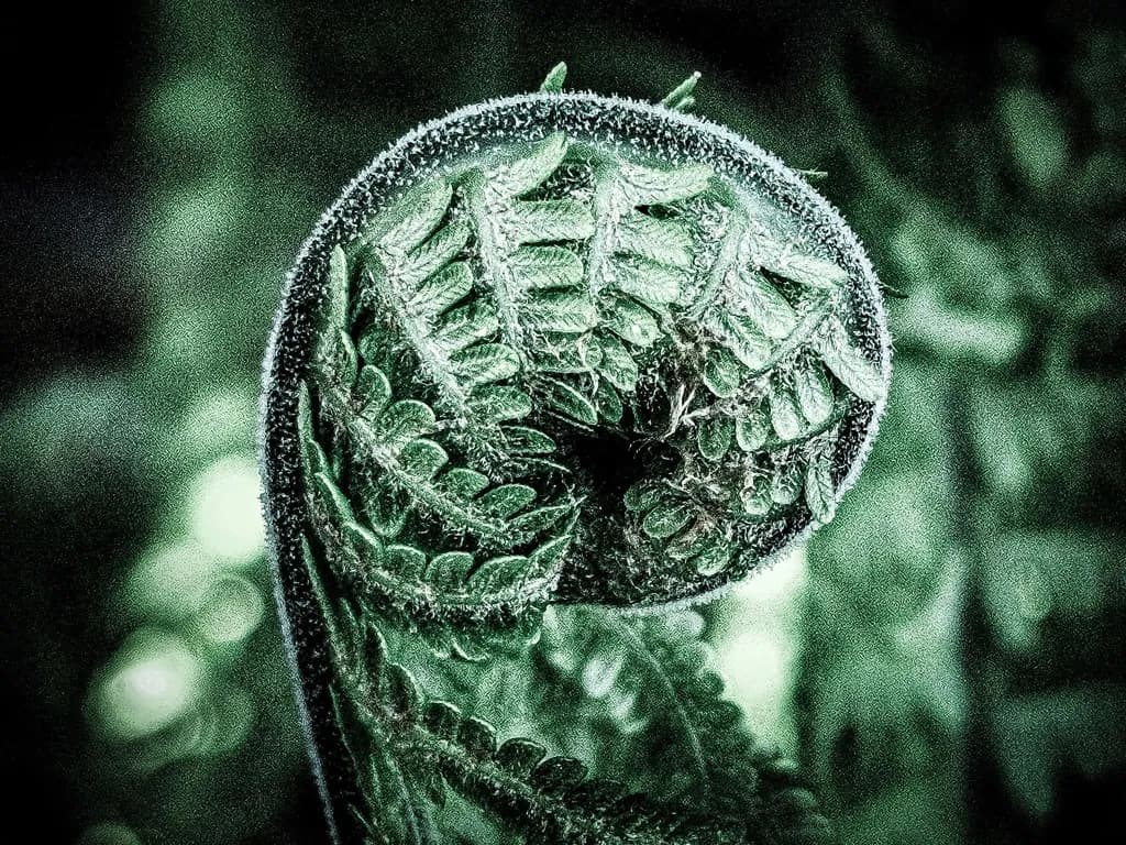 Fern Spiral
