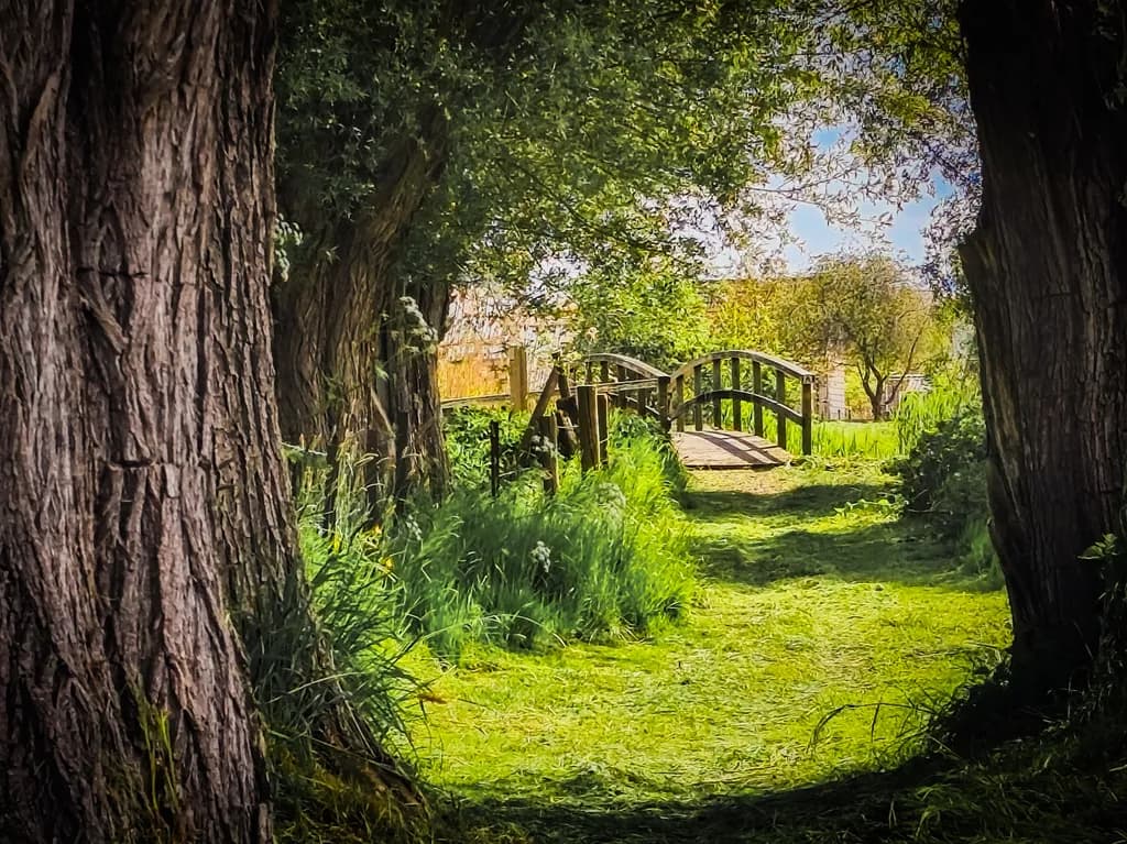 Sunlit Pathway
