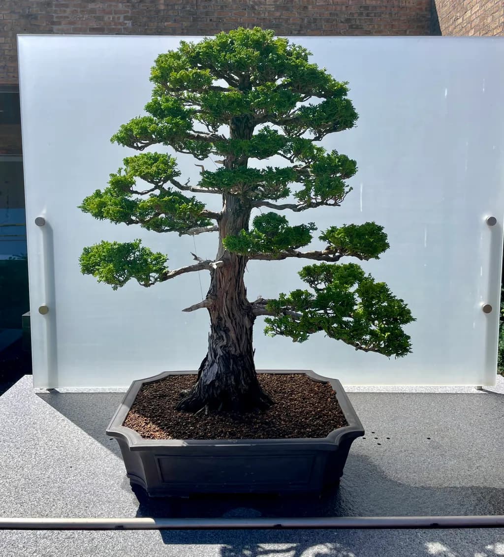 Sculpted Bonsai