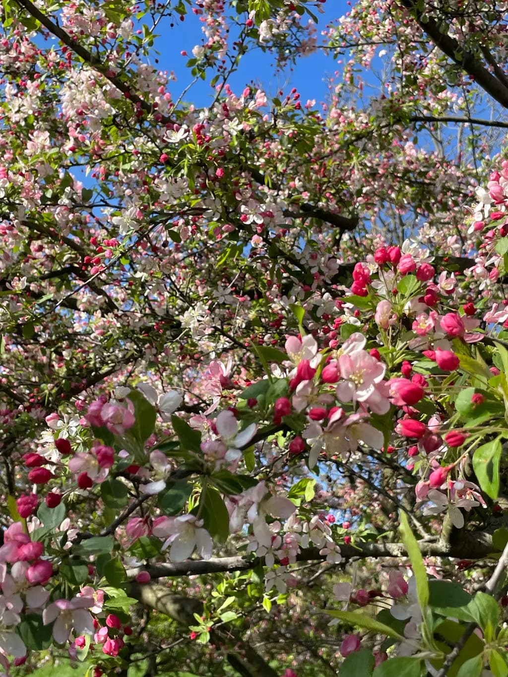 Spring Blossom Festival