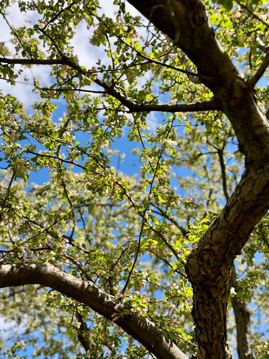 Spring Canopy